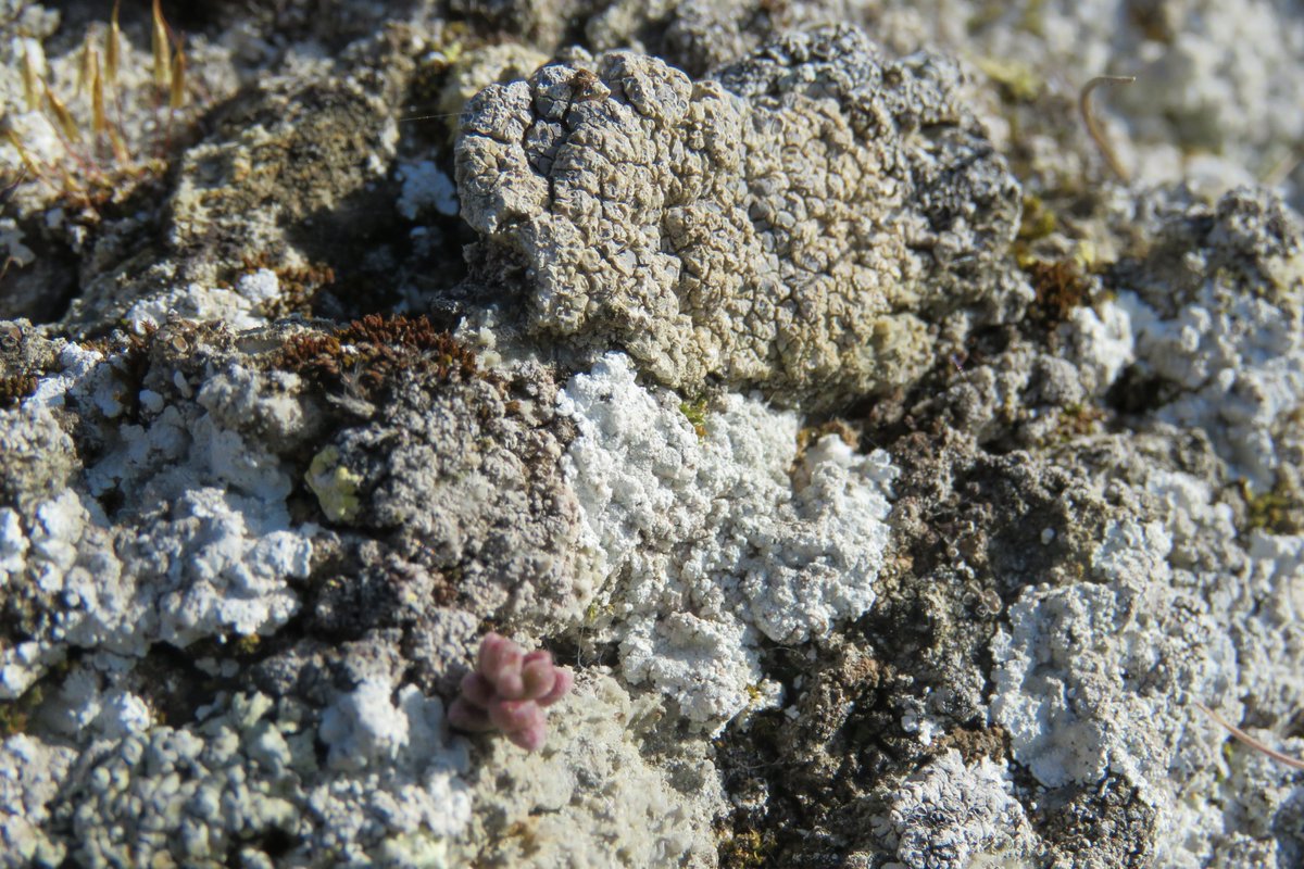 Enhorabuena al #biodiverso S.Muriel por el artículo "Do gypsophile lichens exist? Analysis of the affinity for the gypsum substrate of lichen species from Spain" que lidera junto a G.Aragón, <a href="/IMartinezlichen/">Isabel</a> y <a href="/MariaPrietoAlva/">María Prieto</a> <a href="/URJCcientifica/">URJCcientifica</a>  sciencedirect.com/science/articl…