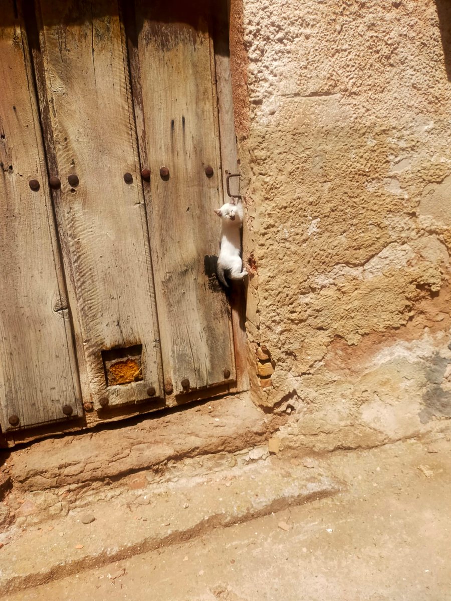 kondesigner's tweet photo. Esta instantánea me trae a la mente las maravillosas imágenes que comparte @MythicalIberia y el gatete es todo un valiente😻 https://t.co/U7OKiVo3u8