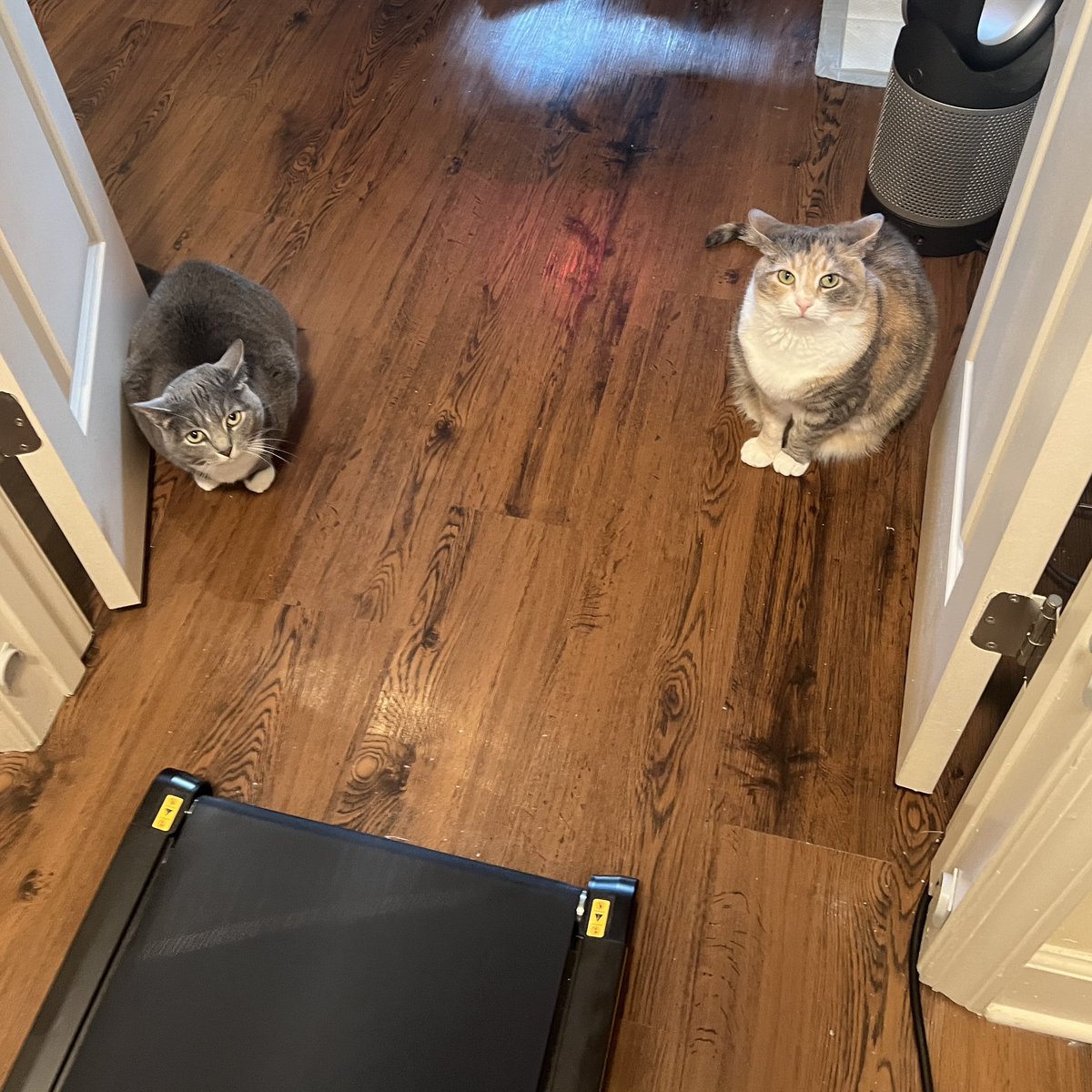 littlebabychart's tweet photo. girl time (we stare at you asking for second lunch) https://t.co/5QMF8buaA7