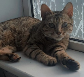 millypod1's tweet photo. 🆘25 JUN 2024 #Lost WILLOW #ScanMe
YOUNG Bengal Cross Cat Female
Walpole Road / Churchill Road / Hamilton Road area, #GreatYarmouth #Norfolk #NR30 https://t.co/zuDCoemVAf https://t.co/NA4PV1n7TT
