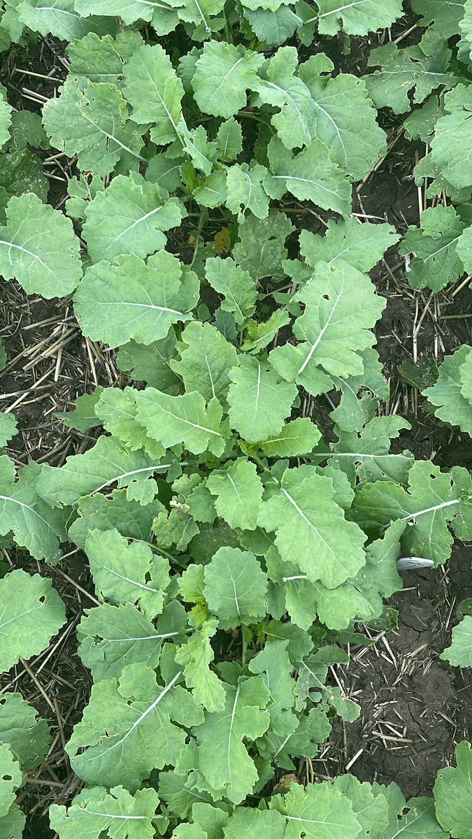 Looks like we have achieved some great ground cover with this DK800LL!!   Bolting should take place shortly.  
Excited to see this crop progress through the rest of the growing season 😃
<a href="/Bayer4CropsCA/">Crop Science Canada</a> <a href="/DEKALB_Canada/">DEKALB Canada</a>