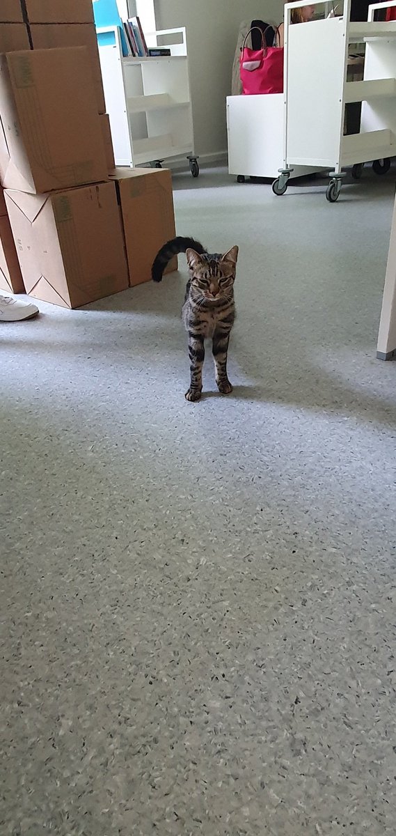 helovatic_'s tweet photo. Un potit chat à élu domicile à la BU 🥺 https://t.co/gsaa2dQvwd