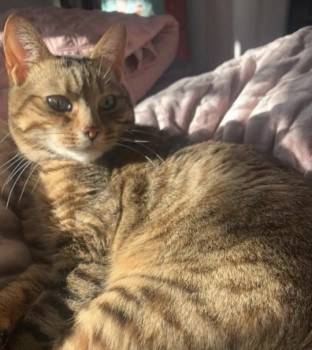 millypod1's tweet photo. 🆘25 JUN 2024 #Lost WILLOW #ScanMe
YOUNG Bengal Cross Cat Female
Walpole Road / Churchill Road / Hamilton Road area, #GreatYarmouth #Norfolk #NR30 https://t.co/zuDCoemVAf https://t.co/NA4PV1n7TT