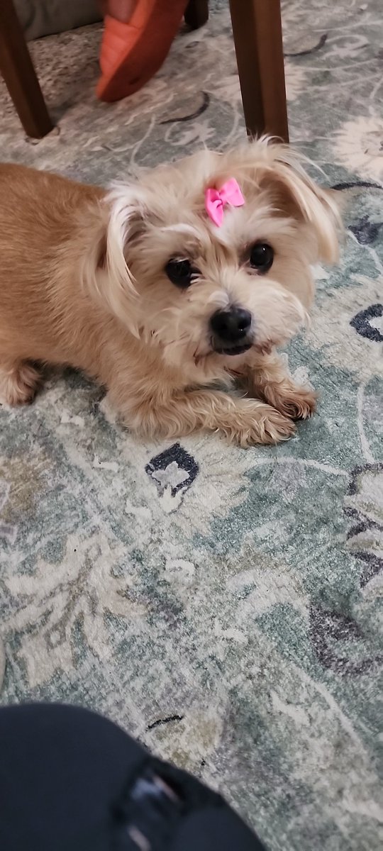 Mooks_Inferno's tweet photo. How many #likes can Molly get? https://t.co/6696zUdGex