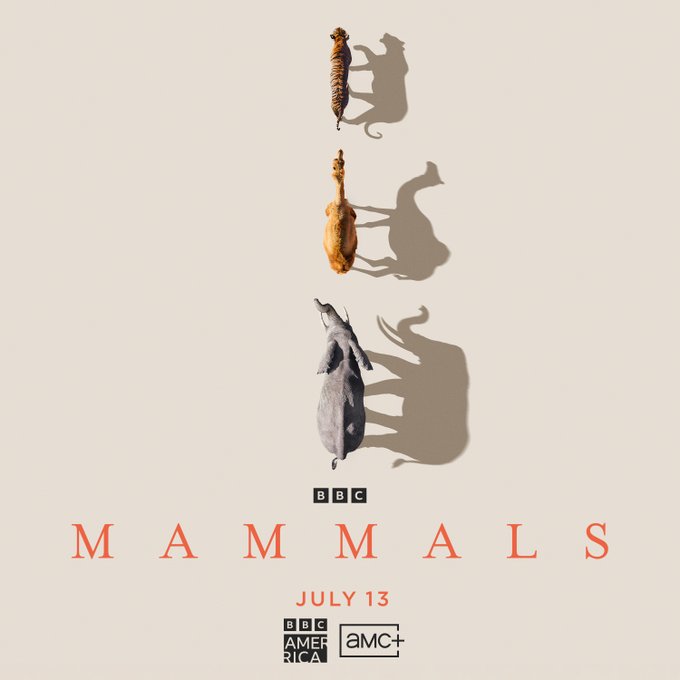 Sir David Attenborough reveals how one animal group has conquered the Earth. #Mammals premieres July<a href="/tag/mammals"class="tags"><span>#mammals</span></a>