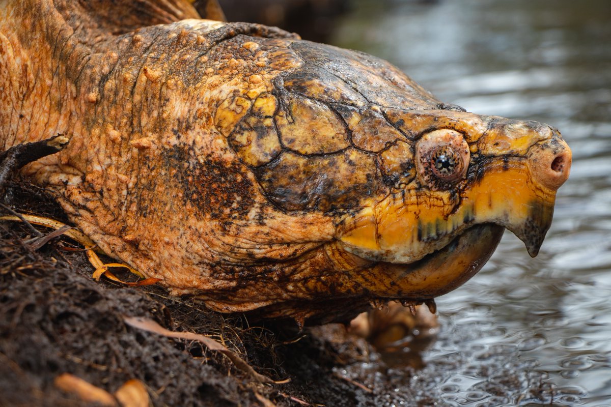 USFWS is listing the Suwannee alligator snapping turtle as #Threatened under the #EndangeredSpeciesAct.

This turtle is on the decline after years of harvesting &amp; habitat loss. We are listing it as threatened to protect it.

Full story: ow.ly/lQp950SqTUr

📸Greg Brashear