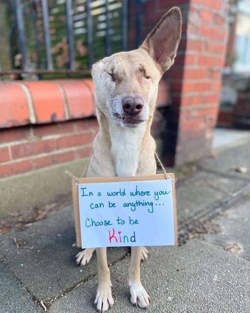 thehappydog_'s tweet photo. Don't swipe past without sending him some love and Wishes!❤ https://t.co/pTn9Nblh48