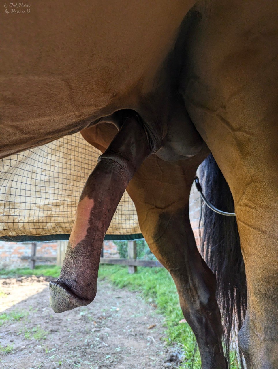 beastiality horse  