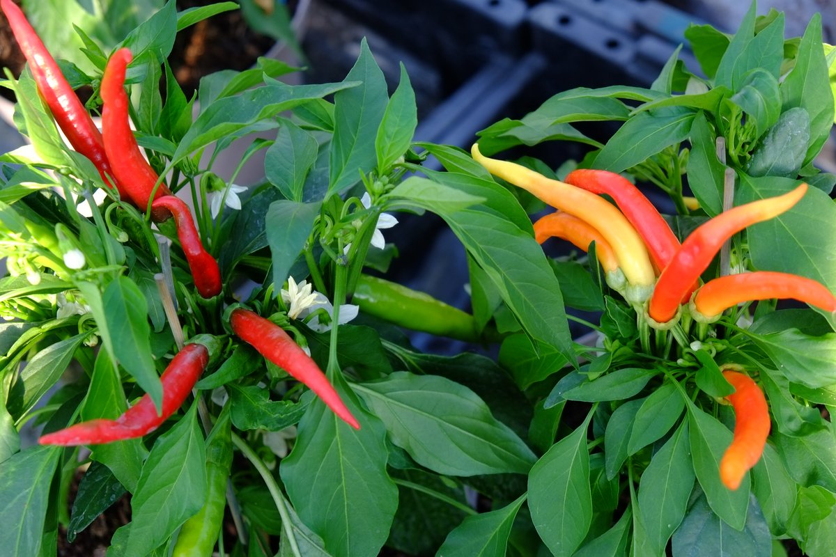 Joy Michaud tweet media