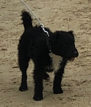 millypod1's tweet photo. π24 JUN 2024 #Lost PEPPA #ScanMe
Black With White On Chest Patterdale Terrier Female
at home #Stockton nr #Warminster #Wiltshire #BA12
Could be hiding in nearby Jeffries as she is a natural hunter.
https://t.co/qrF0t4rrKa https://t.co/oqKzkrzWwO