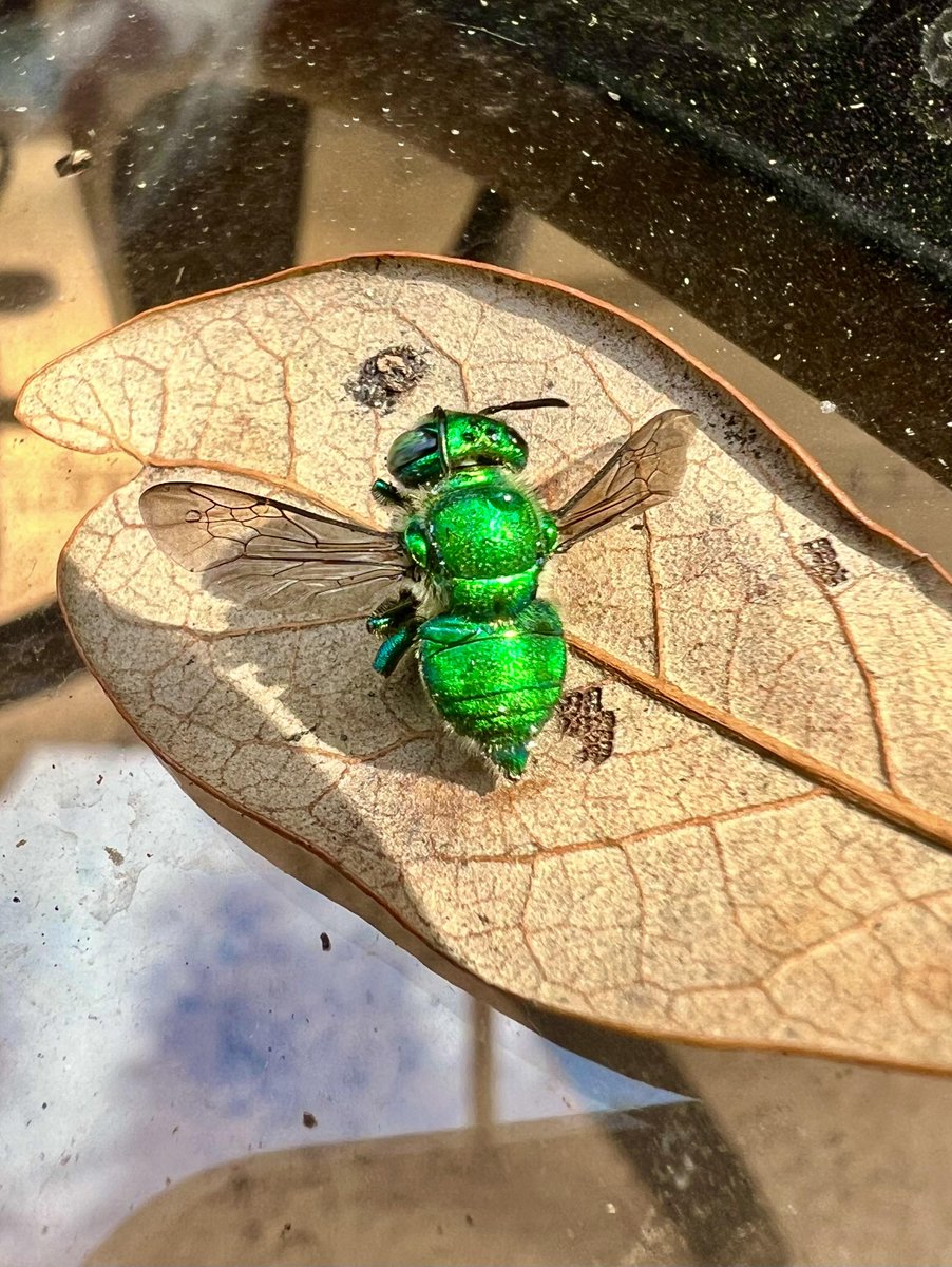 🔥Emerald green bee (got deleted in another sub)🔥