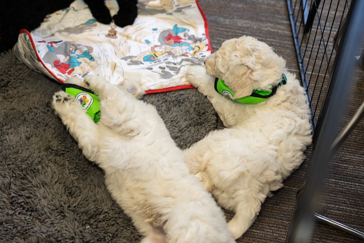 UCC Safe and Sound (@uccsafeandsound) on Twitter photo Special thank you to <a href="/mycaninecompani/">My Canine Companion</a> for coming to the launch. I think it is safe to say the puppies made everyone's day! Special thank you to <a href="/mycaninecompani/">My Canine Companion</a> for coming to the launch. I think it is safe to say the puppies made everyone's day!