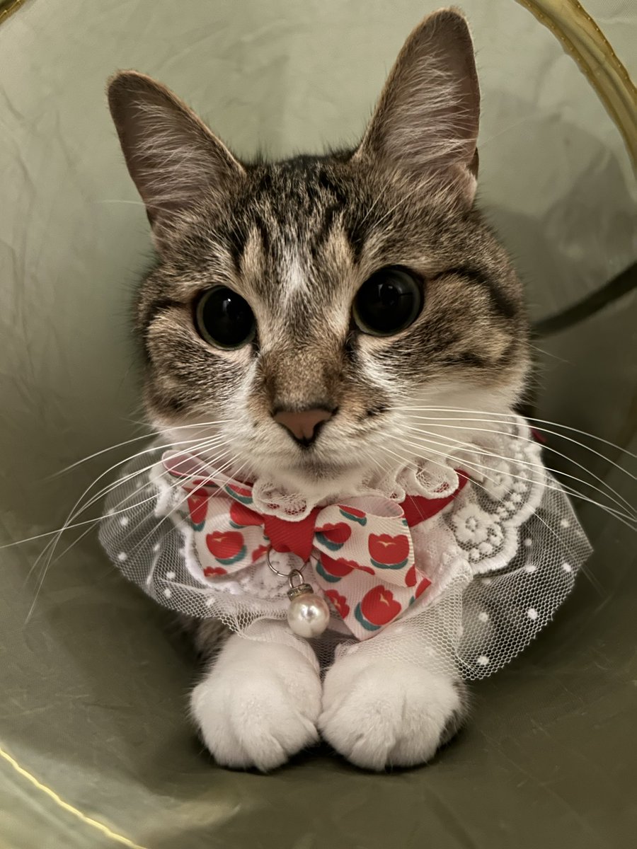 まぐが今日無事に6歳のお誕生日を
迎える事が出来ました！
クラファンも終了し、まぐの事を
いつも応援してくださってる皆様
本当にありがとうございます！
今年はいろんな意味でいつもより
特別な誕生日だと思います。

まぐ生きていてくれてありがとう。
6歳のお誕生日おめでとう。
2024/06/28