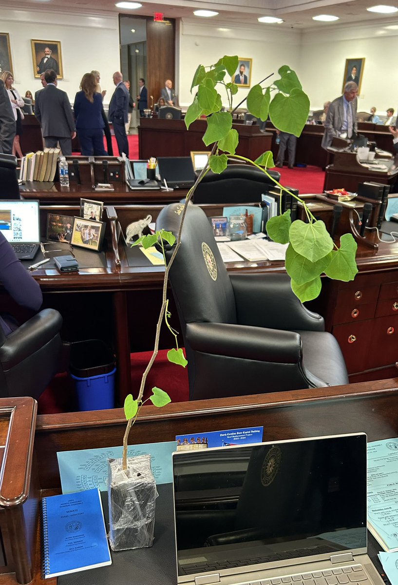 Julievmayfield's tweet photo. Meet my new Redbud, named DEB in honor of  my friend Sen. Danny Earl Britt who gave her to me after the NCGA voted to allow redbuds to be cut down in front of billboards. 

I voted No on the bill because I ♥️ DEB and all redbuds across NC. #ncpol https://t.co/UAMflY1f8E