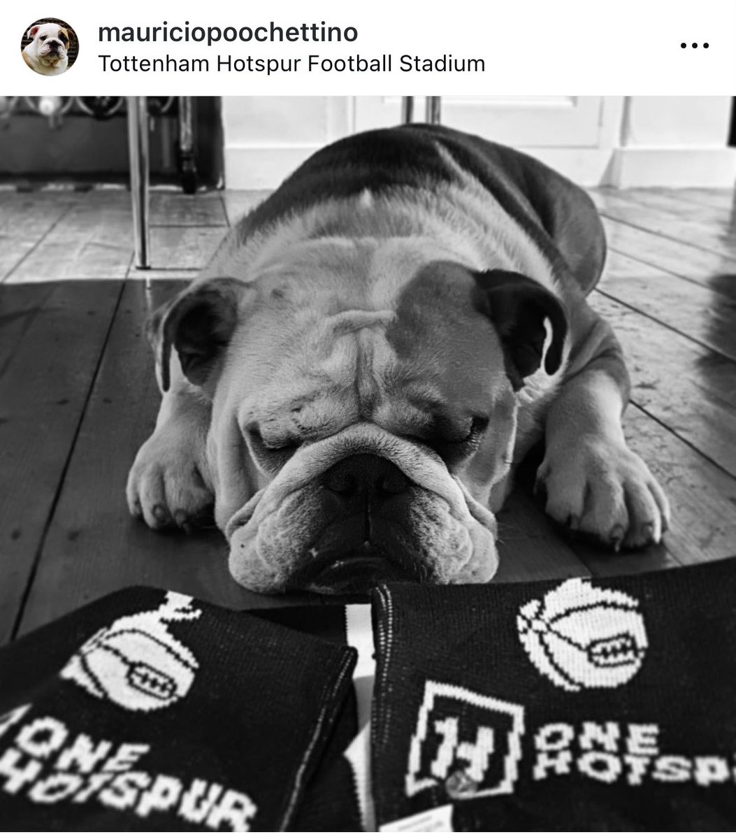 hazza1a's tweet photo. @AlasdairGold Our dog, Mauricio Poochettino

https://t.co/QofTObhQ8F https://t.co/YnllxIwB5h