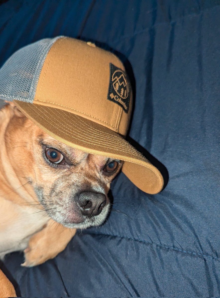 Chachi16774739's tweet image. 🤣😂 Chachi #puggle