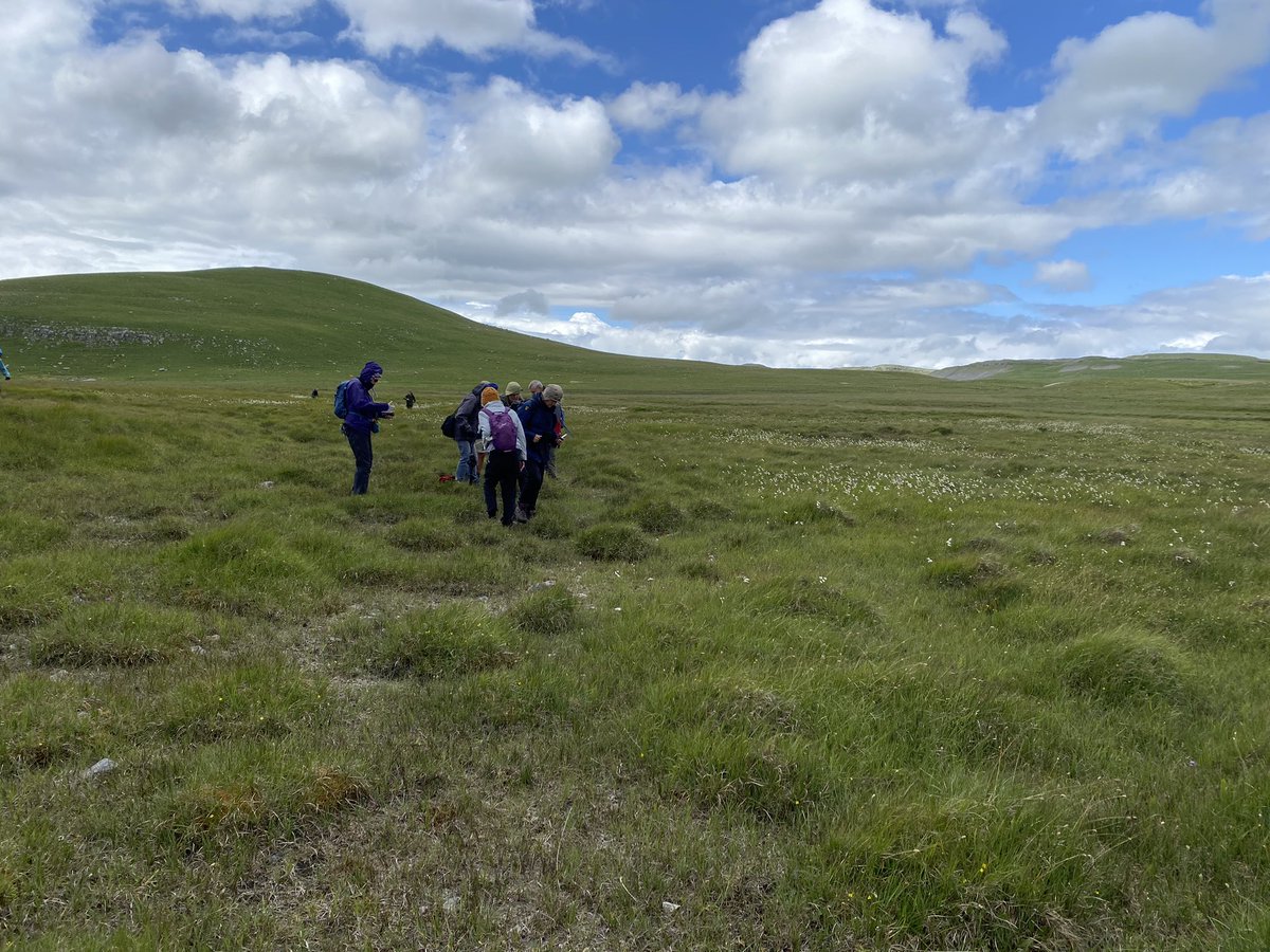BSBIscience's tweet photo. Fantastic day out with @HarrogateNats at Malham. Highlights included Alpine bartsia (Bartsia alpina) and some impressive stands of Baneberry (Actaea spicata) and Downy Currant (Ribes spicatum) on limestone pavement where grazing has been reduced by switch from sheep to cattle https://t.co/PFLbuEr2iH
