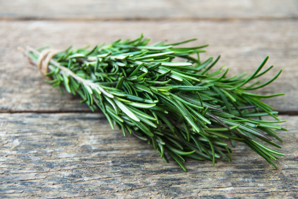 The most powerful herb for brain circulation! 

❗️ Have you been feeling your mind and body tired? Know that there is a powerful and flavorful herb that can provide the energy you need. 

▪️ Rosemary grows well in warm climates and is widely used as a seasoning. People have been