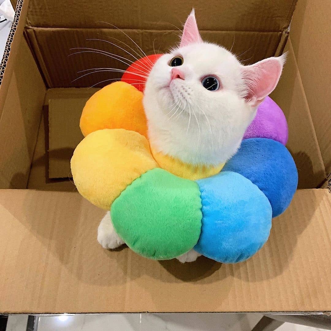 ClicktobuyStore's tweet image. Sold by @AVAShopinUSA design

LINK IN Below

linktr.ee/Clicktobuyonli…

cat-design-gifts-shop.myspreadshop.com

#CatTShirt #CatTShirtsForWomen #Hackercat #CatTShirtsForMen #FunnyCatShirts #printondemand #tshirt #gift #gifts #giftideas