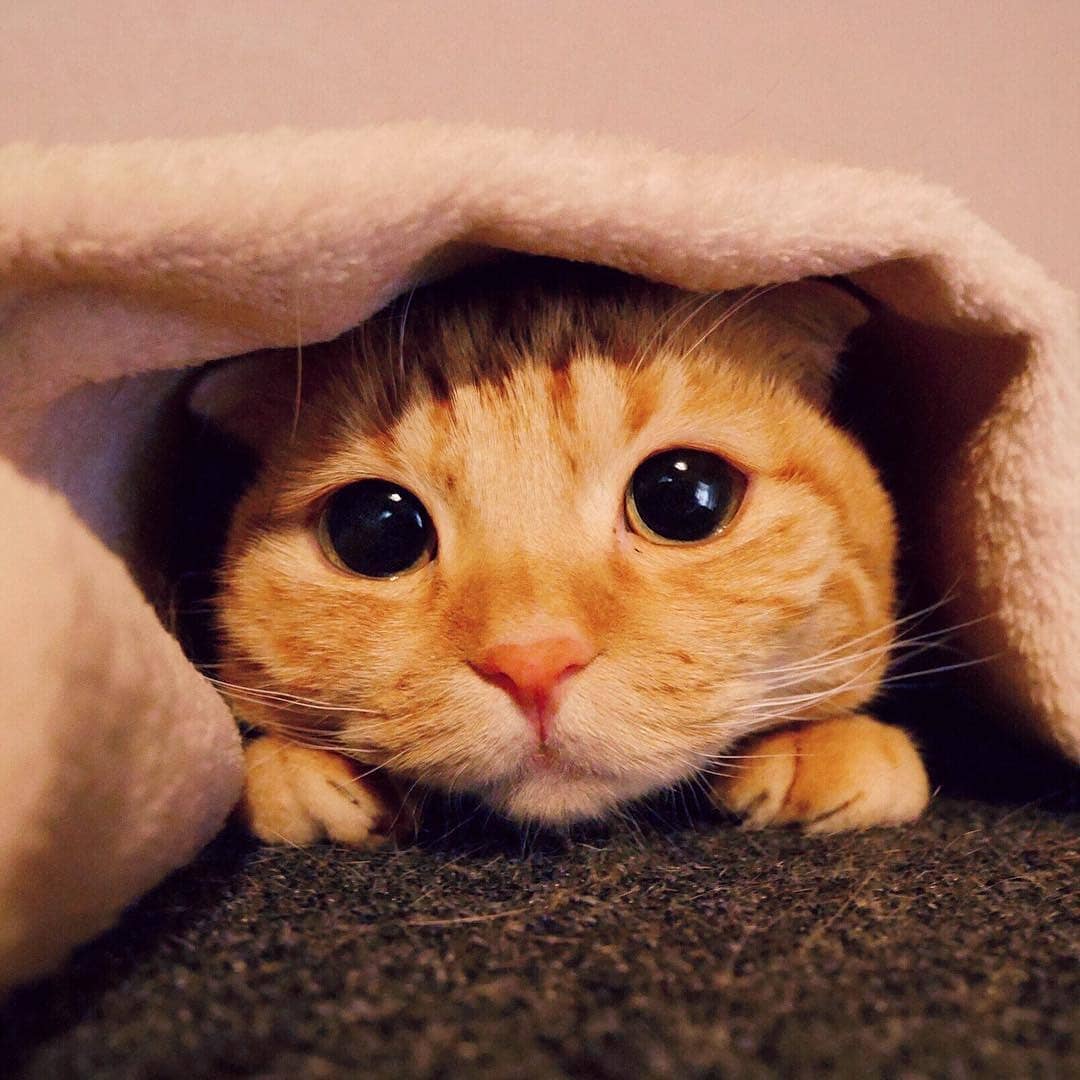 ClicktobuyStore's tweet image. Sold by @AVAShopinUSA design

LINK IN Below

linktr.ee/Clicktobuyonli…

cat-design-gifts-shop.myspreadshop.com

#CatTShirt #CatTShirtsForWomen #Hackercat #CatTShirtsForMen #FunnyCatShirts #printondemand #tshirt #gift #gifts #giftideas