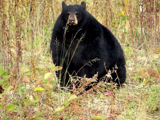 BearPosting's tweet photo. https://t.co/R0EwvfdhY3