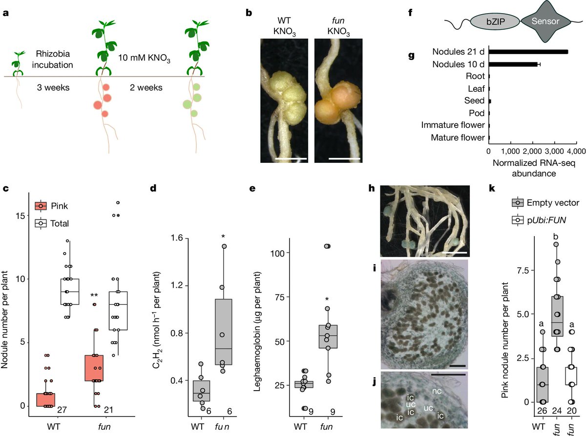 ENSA scientists have discovered a genetic regulator that turns off #NitrogenFixation in legumes when soil nitrate levels are high.

Removing the gene ensures model legumes can continue to fix nitrogen. Discover more from <a href="/DugaldEReid/">Dugald Reid</a> and others in <a href="/Nature/">nature</a>: bit.ly/4blSgjq