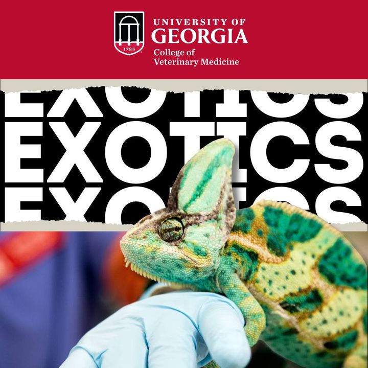 ugavetmed's tweet photo. At the #ugacvm, we see any exotic species from birds → snakes → turtles→ fish. And we are the only clinical service in GA with recognized specialists in all exotic pet species.
--
Learn more of about this specialized care: https://t.co/YVZkx682NQ
#vetdawgs #ugacvm #ugavetmed https://t.co/9JkbpnrNm7