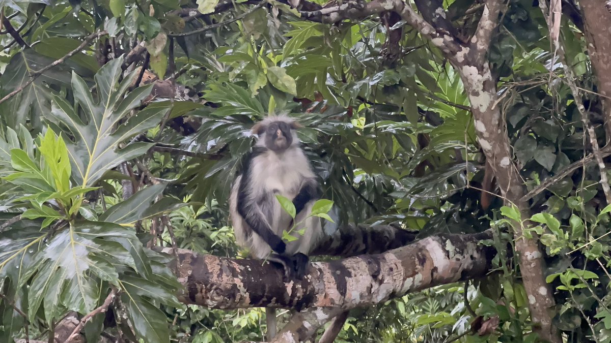 Zanzibar Red Colobus Project tweet media