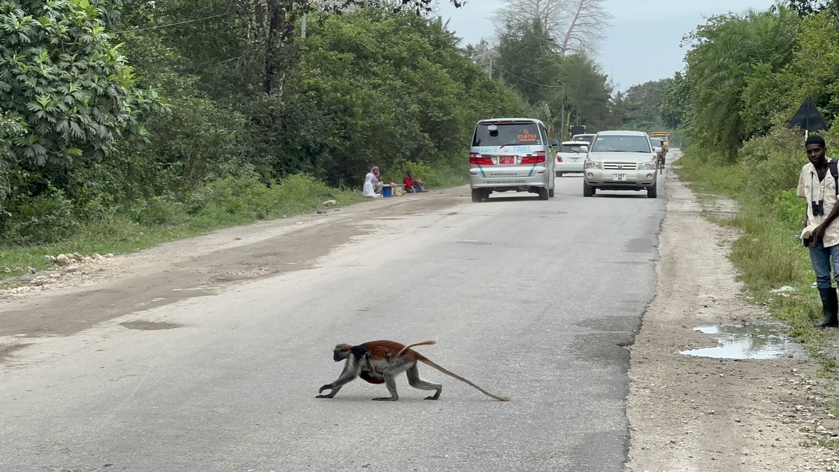 Zanzibar Red Colobus Project tweet media
