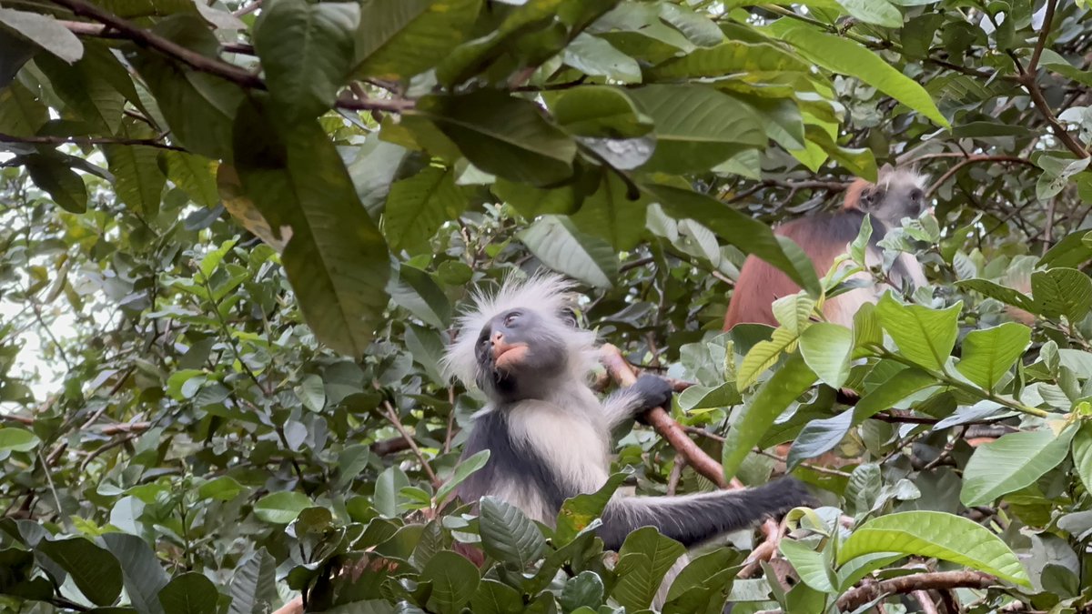 Zanzibar Red Colobus Project tweet media