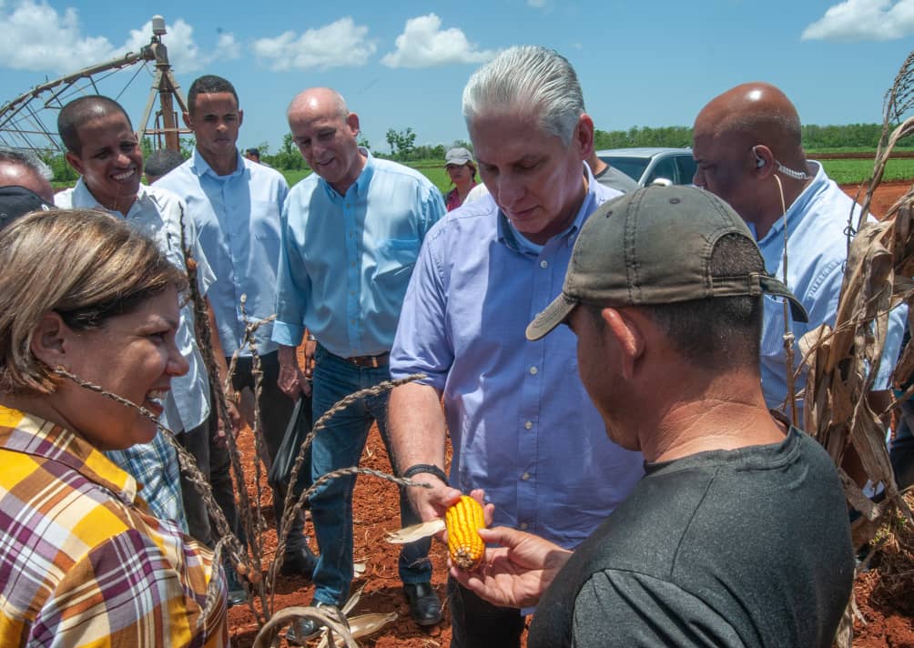 PartidoPCC's tweet photo. El municipio #NuevaPaz,  #Mayabeque cuenta con más de 900 usufructuarios destinados a la producción de alimentos y el abastecimiento del país. Roberto Domínguez Perdomo es uno de ellos con notables resultados en la producción de boniatos y otros cultivos varios #GenteQueSuma https://t.co/9cfBDfRb6H