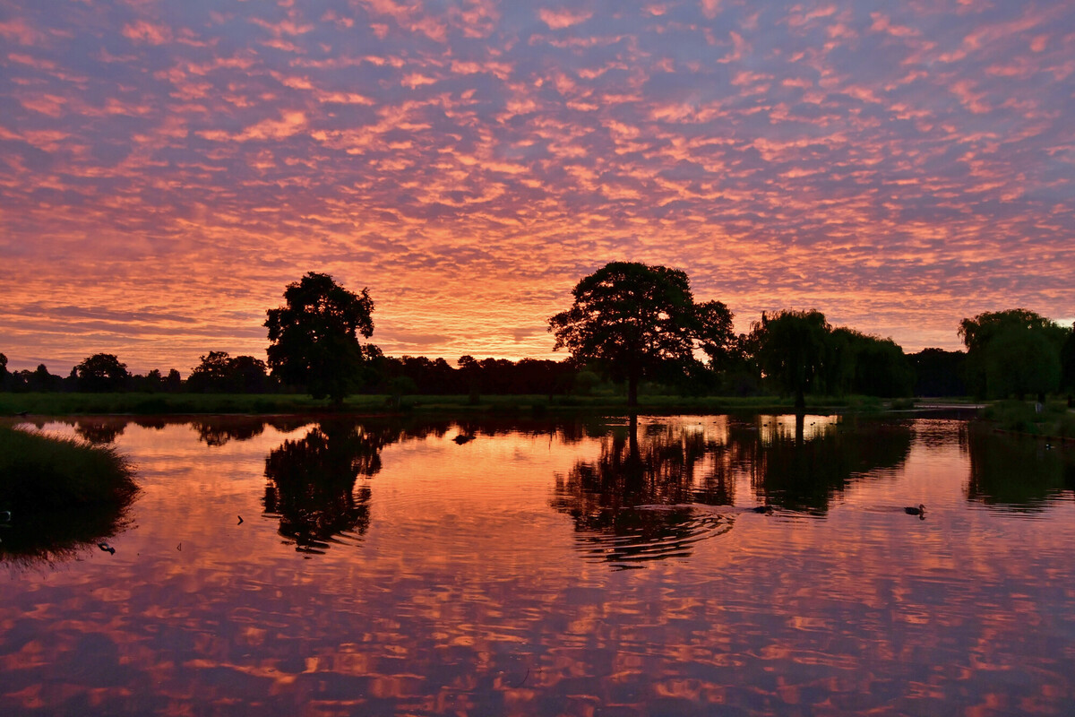 A fabulous sunset over Bushy Park! ☀️ 🌆 

📸: Astrid Tontson