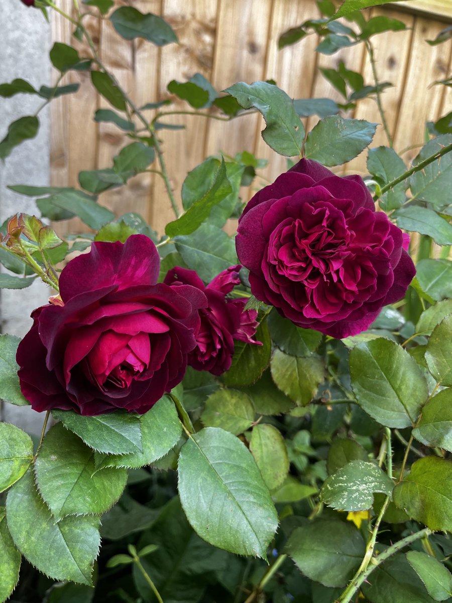 Two of our favourite roses looking ‘blooming’ lovely in the garden- they are enjoying the sun as well