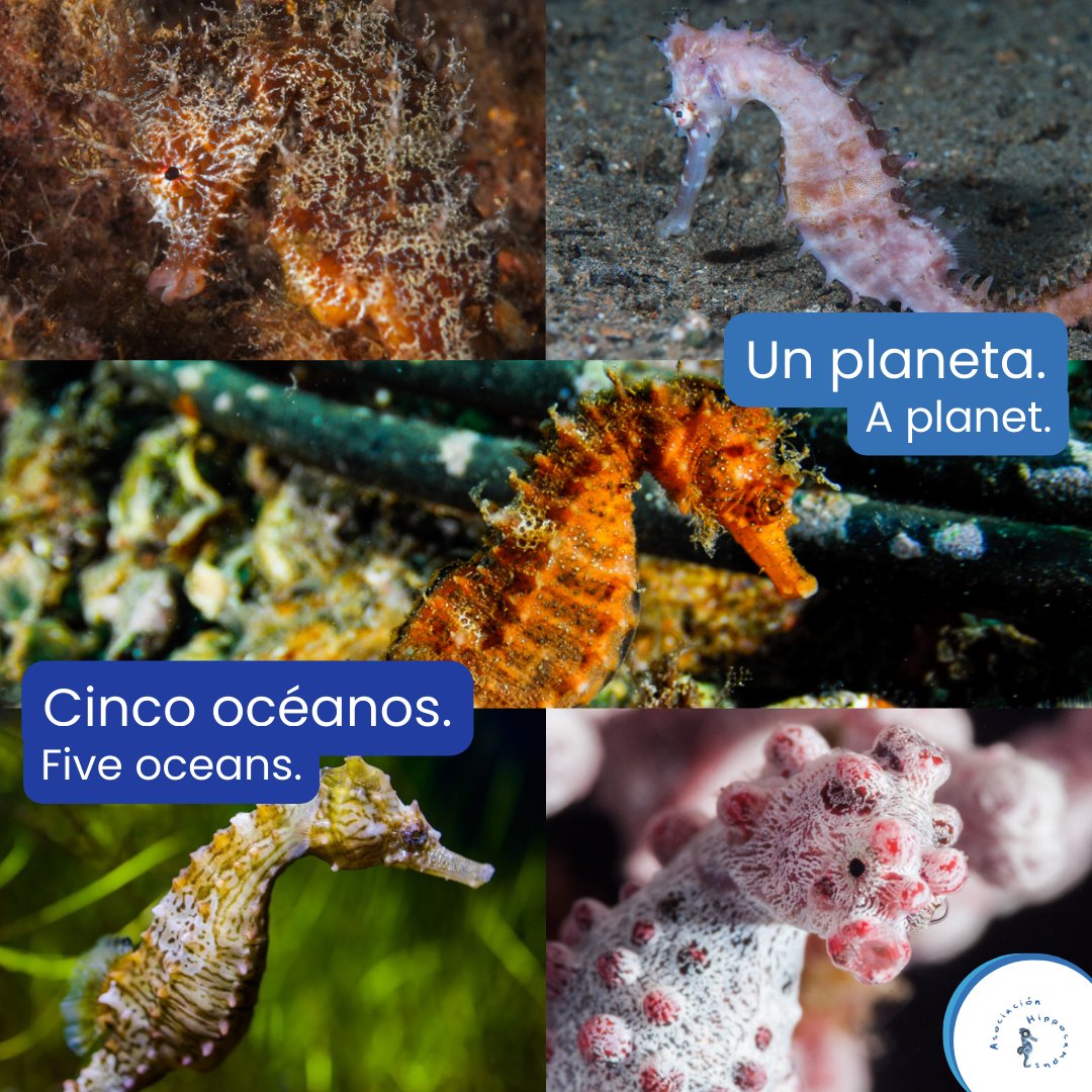 Asociación Hippocampus tweet media