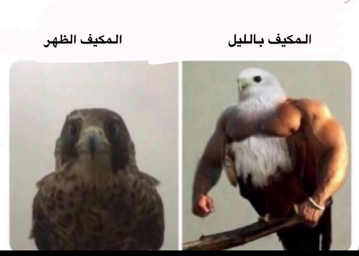 Arab Memes (@arabmemesss) on Twitter photo 