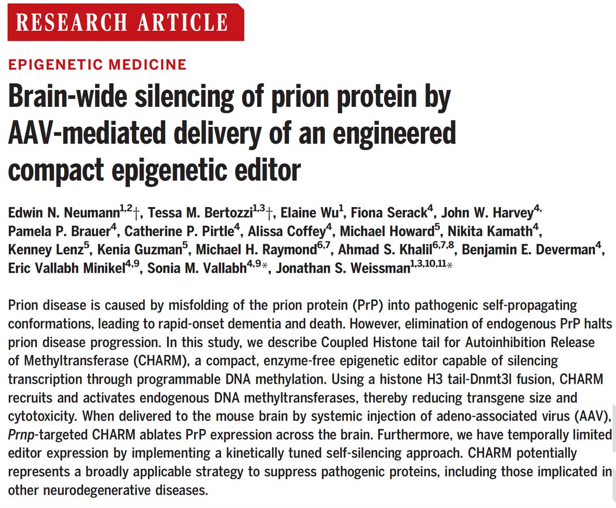 Eric Vallabh Minikel (@cureffi) on Twitter photo Introducing CHARM: a new epigenome editor to methylate DNA at the promoter of a targeted gene.
Our lab's collaboration with <a href="/JswLab/">Jonathan Weissman's Lab</a>'s <a href="/EdwinNNeumann/">Edwin Neumann</a> & <a href="/TessaBertozzi/">Tessa Bertozzi</a> shows deep silencing of brain PrP
Paper: science.org/doi/10.1126/sc…
Blog: cureffi.org/2024/06/27/int… Introducing CHARM: a new epigenome editor to methylate DNA at the promoter of a targeted gene.
Our lab's collaboration with <a href="/JswLab/">Jonathan Weissman's Lab</a>'s <a href="/EdwinNNeumann/">Edwin Neumann</a> & <a href="/TessaBertozzi/">Tessa Bertozzi</a> shows deep silencing of brain PrP
Paper: science.org/doi/10.1126/sc…
Blog: cureffi.org/2024/06/27/int…