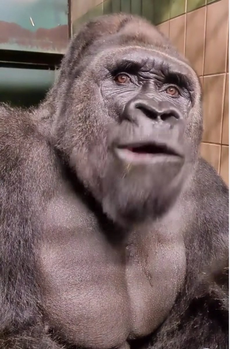 PoorBoyCookers's tweet image. Waiting on Friday and our bad actors to pay for what they illegally did to us.
#bbig $bbig bbigfamily.com