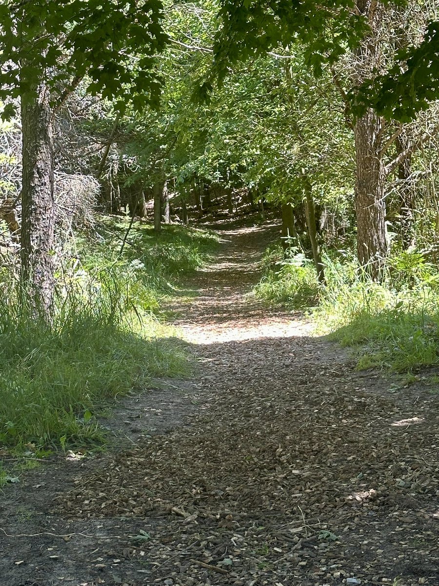 CoachSSpicer's tweet image. There is a serene and settled majesty to woodland scenery that enters into the soul and delights and elevates it, and fills it with noble inclinations.
So into the forest I go to lose my mind and find my soul.#hiking #hikingadventures #alonetime 
#Peace