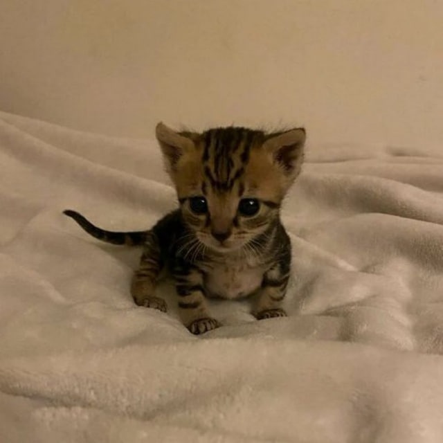 <a href="/Poe_Ether/">POΞ (🍕)</a> What about a cute cat? $BOBBY <a href="/BobbyCatOnSol/">Bobby</a>