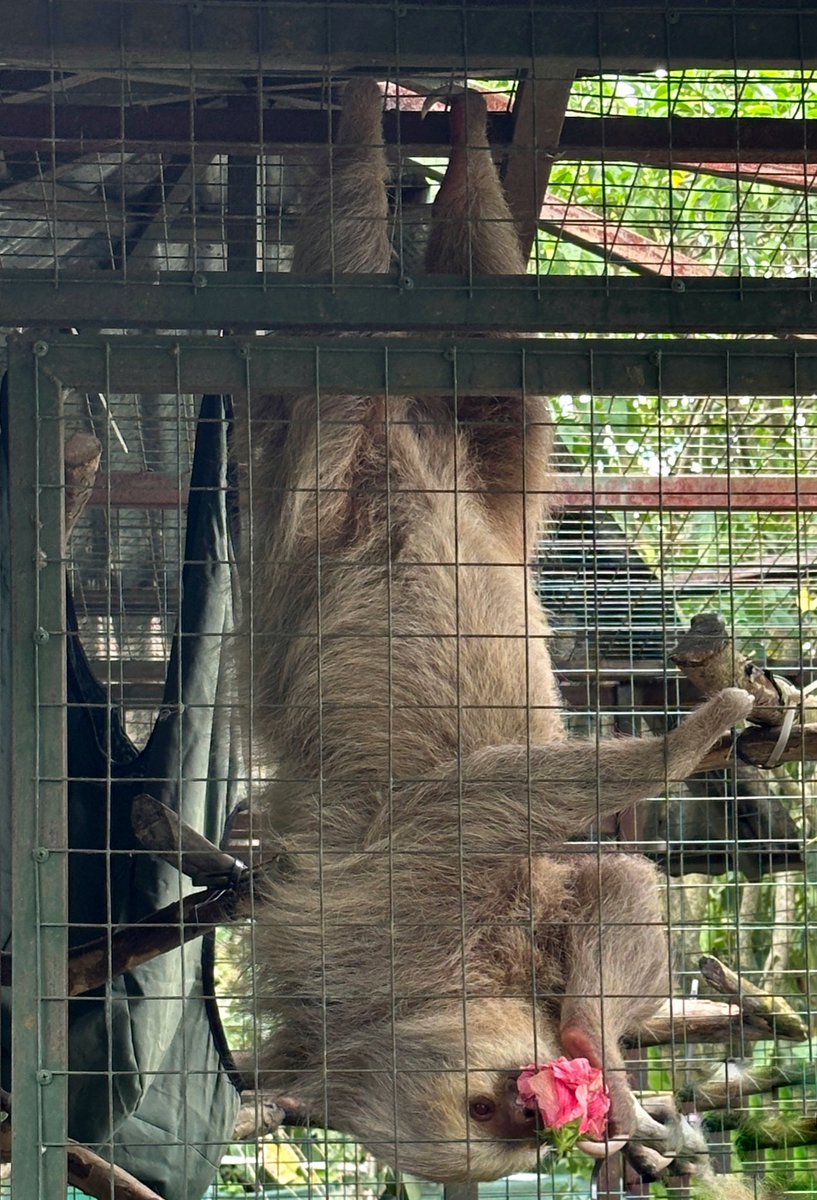 MrsKowalevicz's tweet image. Visited the Toucan Rescue Ranch, whose mission is to rescue, rehabilitate, &amp;amp; release Costa Rican wildlife. #neafglobal @theneafoundation #EducatorExplorer #GoGlobalEd #ExchangeOurWorld #GlobalEd #WhereIExplore #TravelCostaRica #PuraVida
