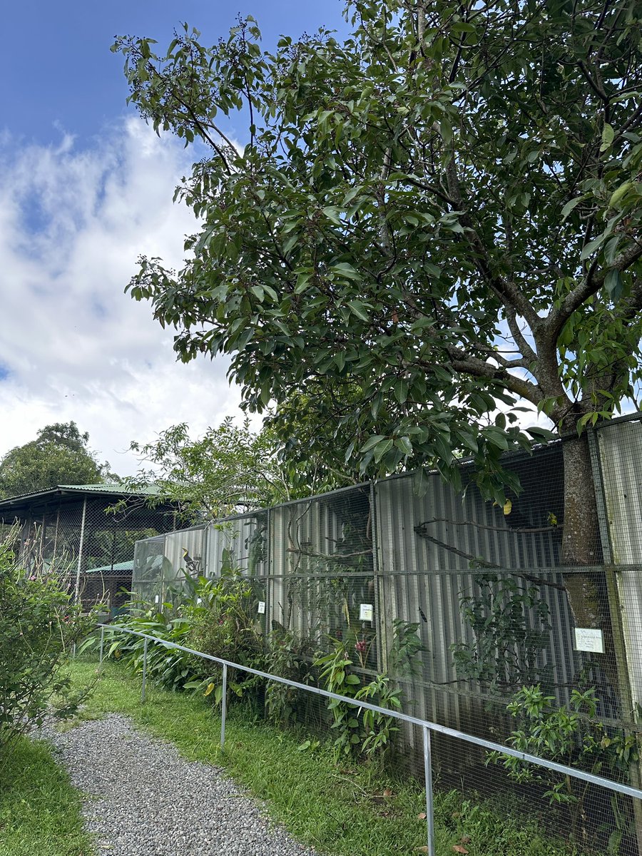 MrsKowalevicz's tweet image. Visited the Toucan Rescue Ranch, whose mission is to rescue, rehabilitate, &amp;amp; release Costa Rican wildlife. #neafglobal @theneafoundation #EducatorExplorer #GoGlobalEd #ExchangeOurWorld #GlobalEd #WhereIExplore #TravelCostaRica #PuraVida