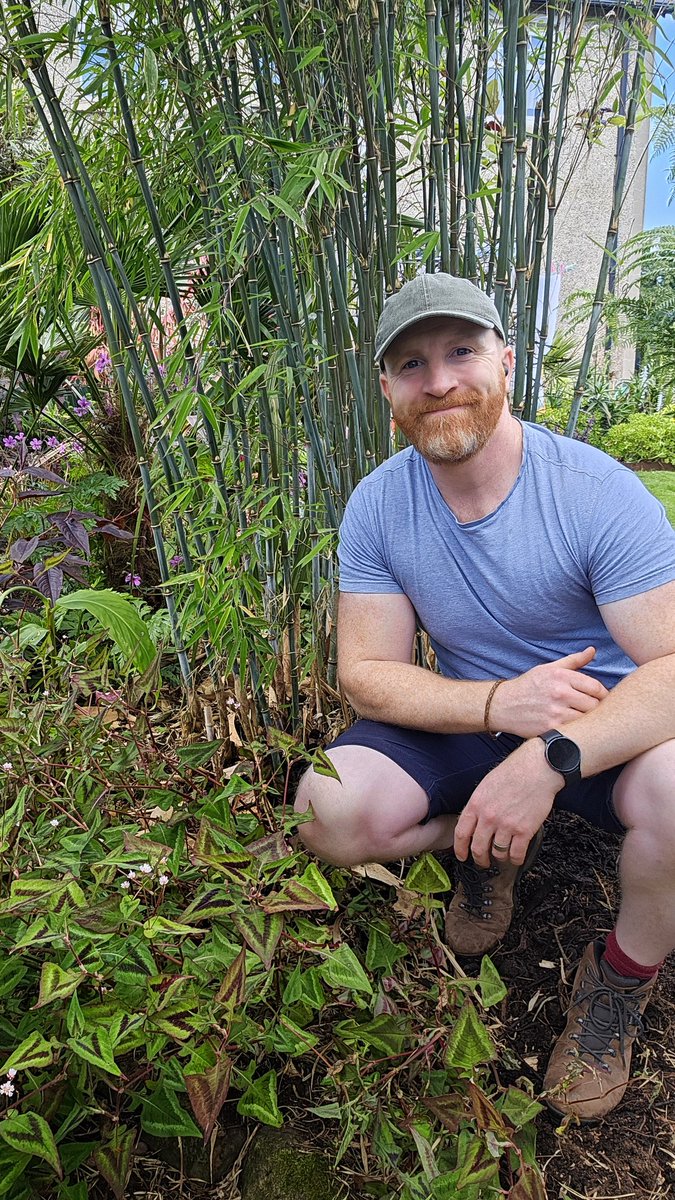 Persicaria 'PurpleFantasy'....just before the Hampton Court Hack