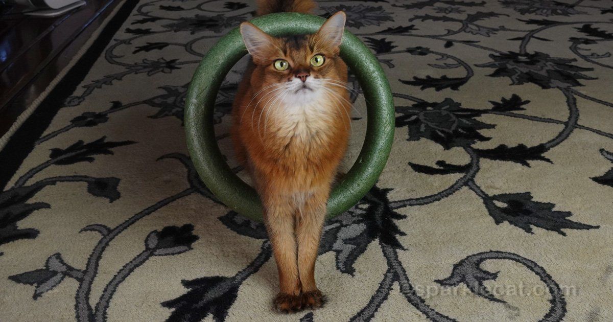 sparklecat's tweet image. I bet you already know that your cat has valuable lessons to teach you! Here are my lessons for you, and they are kind of unique: buff.ly/3ImpzGO #catlife #catlessons #cats