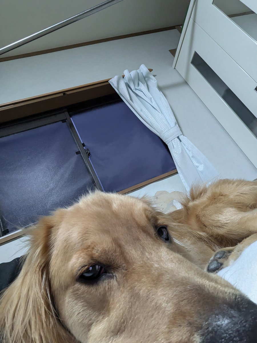 nobuchin0421's tweet photo. 皆さん🐶

おはようございます☔

本日もよろしくお願いします🙇 https://t.co/kZczmIKMwG