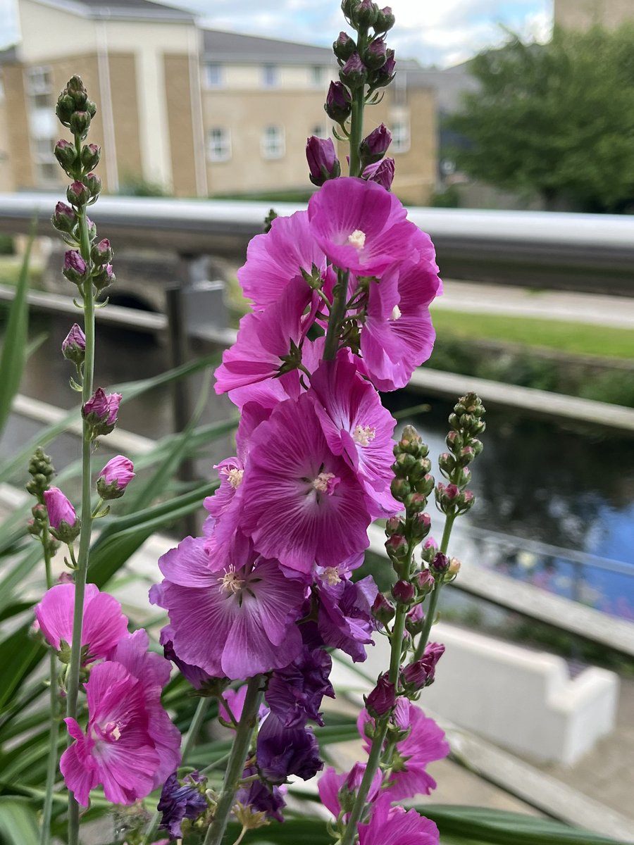 Beauty on campus today <a href="/Hud_HHS/">School of Human and Health Sciences</a> <a href="/HudUniSupport/">Hud Uni Wellbeing and Disability Services</a> <a href="/WeLoveResearch/">HudResearch</a>