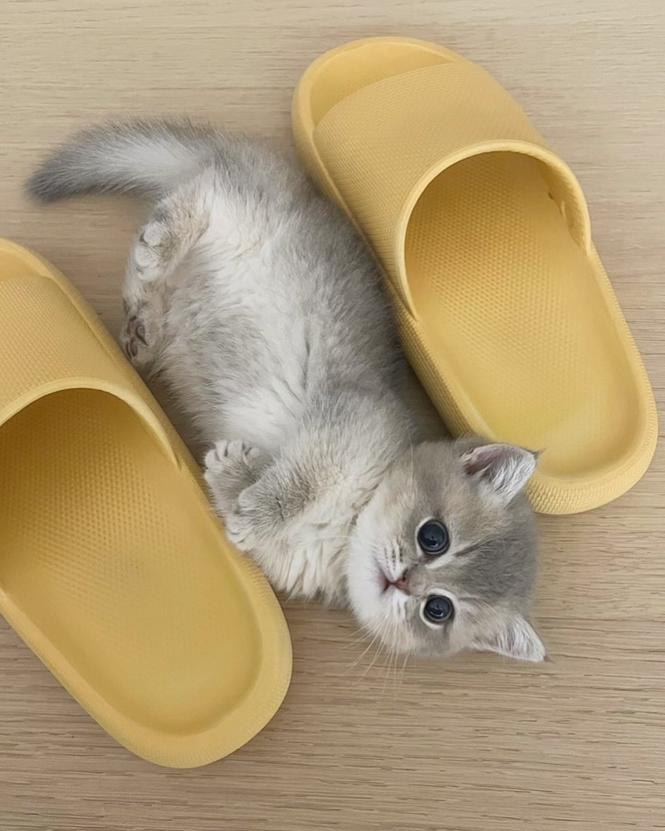 cutest cats (@cutestscats) on Twitter photo 