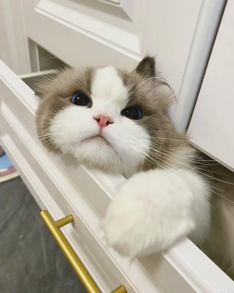 cutest cats (@cutestscats) on Twitter photo 