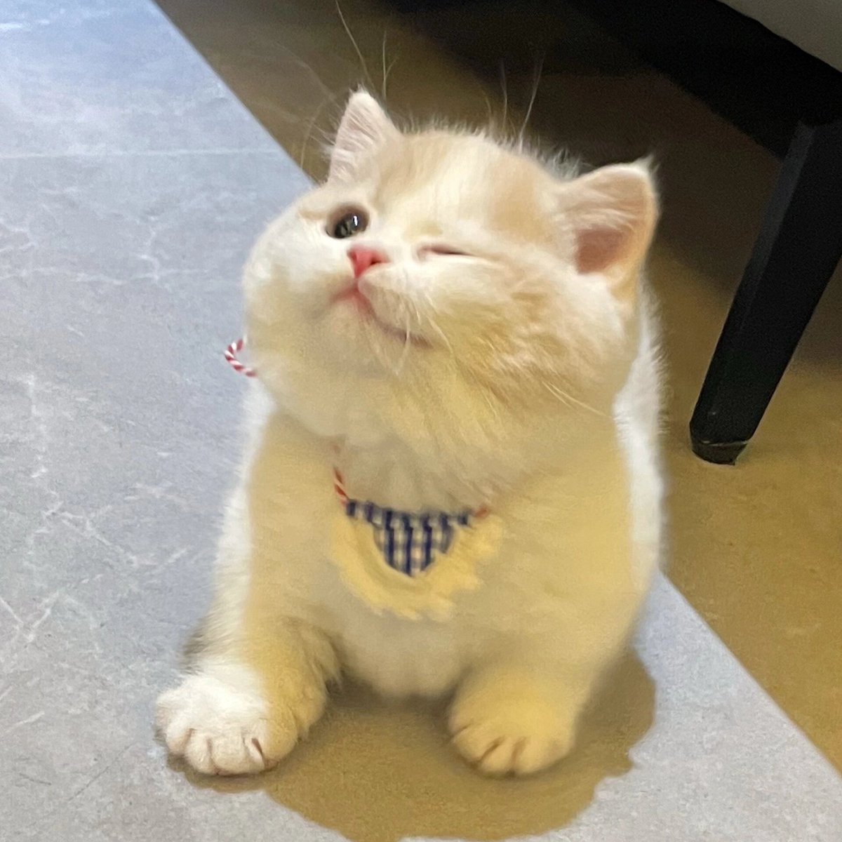 cutest cats tweet media
