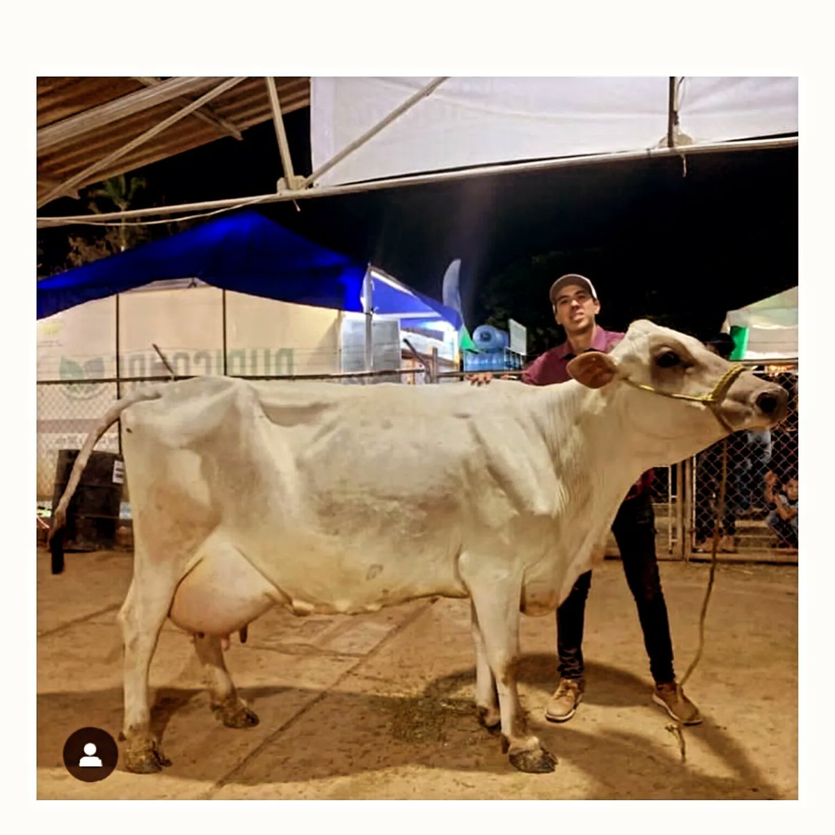 #NotiAsocrica La Familia @iassantabarbara
Ha logrado en la XLIII edición <a href="/expoferiacarora/">expoferiascaroraoficial</a> , por 3er año con la misma Vaca. 
DOÑA ELBA 1420 el Premio Como:

🏆🏆🏆GRAN CAMPEONA MULTIPARA EN PRODUCCION DE LECHE
 (89,55 Lts Totales / 44,78 Lts/Día)...
instagram.com/p/C8u0FAcy4rZ/…
