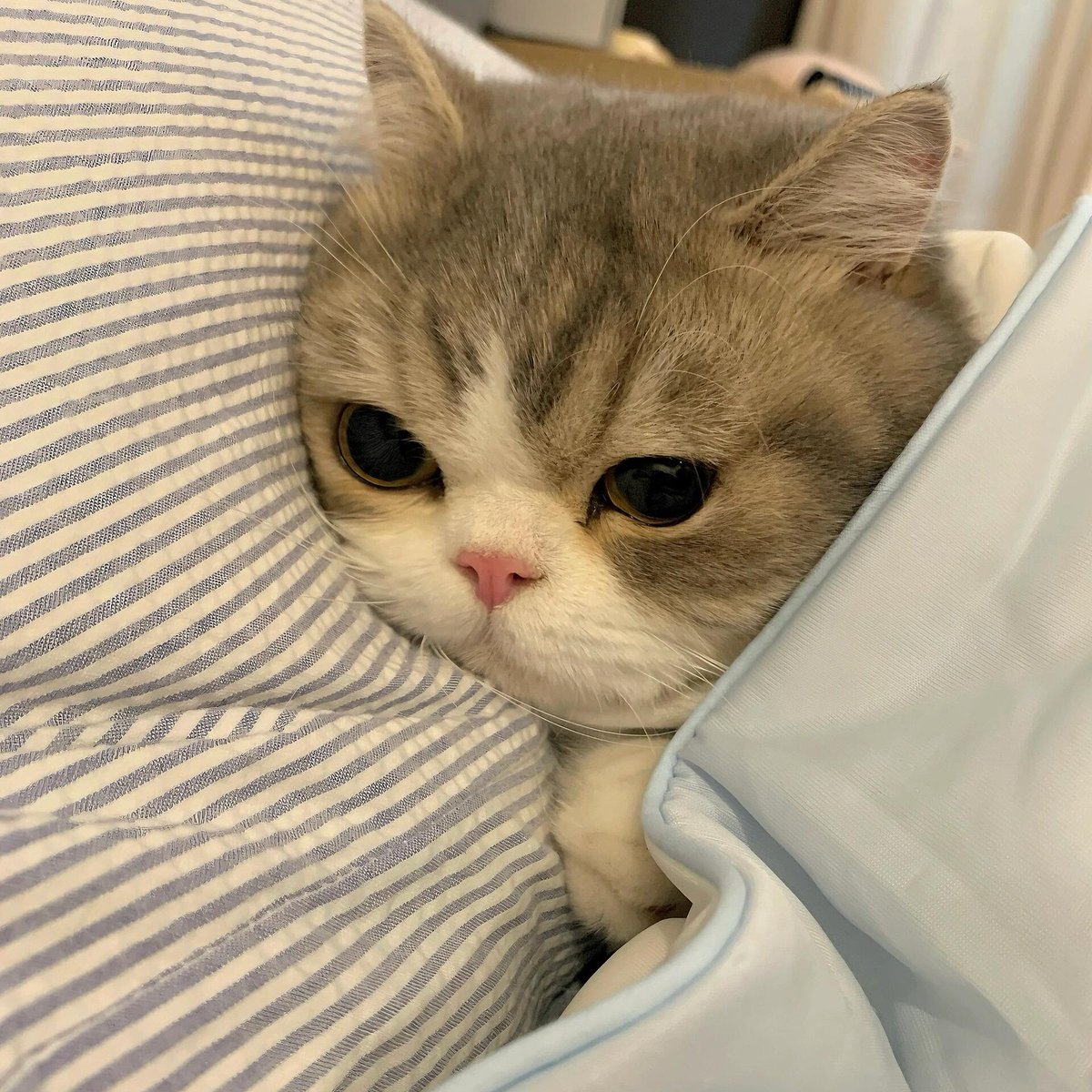 cutestscats's tweet image. 